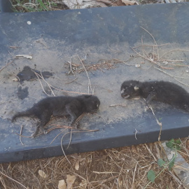 Crías de gato que aparecen muertas después de que los servicios de la perrera capturasen a la madre./ Cedida
