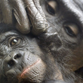 Bonobos salvajes de la República Democrática del Congo. EFE
