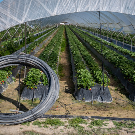 Finca del cultivo de fresas ubicada en la zona de regadío al norte de la Corona Forestal de Doñana, en el término municipal de Lucena del Puerto (Huelva).