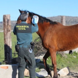 Uno de los caballos rescatados por la Guardia Civil.