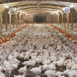 Imagen de uno de los cobertizos donde se encuentran los pollos / Igualdad Animal