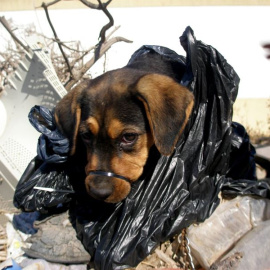 Campa, la cachorro que fue abandonada, ha sido acogida por la asociación protectora La Huella Roja. EUROPA PRESS/La Huella Roja
