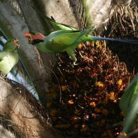 La deforestación de los últimos 15 años pone en peligro de extinción a al menos 500 especies