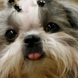 Shih Tzu. EFE