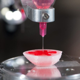 Riñón bioimpreso mediante impresora 3D. / UPF