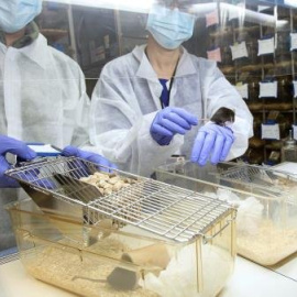 Prueban con éxito en ratones una molécula para tratar el alzhéimer. /EFE