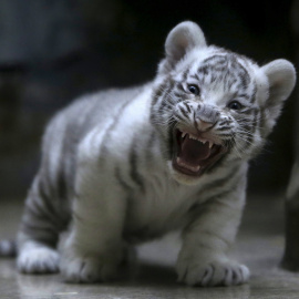 Un cachorro de tigre blanco de indias bosteza en el zoológico de Liberec, República Checa. REUTERS/David W Cerny