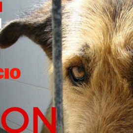Parte del cartel contra la ley gallega de bienestar animal.