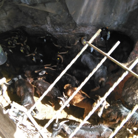 Cabras hacinadas y malnutridas encerradas en un cercado en Canarias. /PACMA