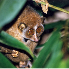 Los animales se hacen más nocturnos por culpa de los seres humanos