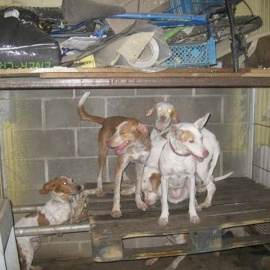 Algunos de los perros rescatados por la Policía. POLICÍA LOCAL DE FUENLABRADA