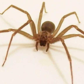 La araña violinista o araña de rincón.