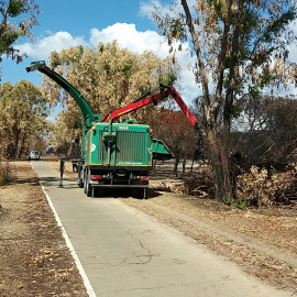 Imagen cedida por la Consejería de Medio Ambiente de la Junta de Andalucía de la reforestación de Doñana.