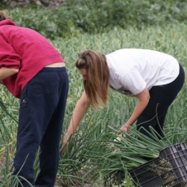 En 2017 el 60% de las asesinadas por esta lacra social residían en pequeños municipios del entorno rural. Instituto Andaluz de la mujer.