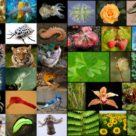 La Tierra puede ser el hogar de un billón de especies