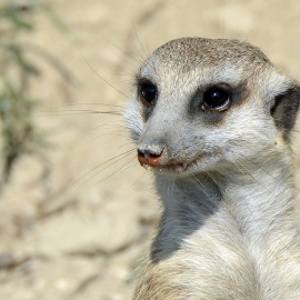 Imagen de archivo de un suricato | Pixabay