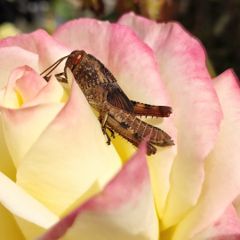 Imagen de archivo | Pixabay