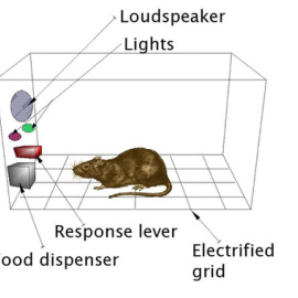 Este comportamiento de tipo adictivo se indujo mediante el empleo de comida de alta palatabilidad con gusto a chocolate que los ratones tenían que buscar de manera activa en una caja de comportamiento operante. / UPF