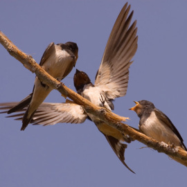 La golondrina común (Hirundo rustica), conocida y ligada al ser humano, está sufriendo un fuerte declive en toda Europa y en España / © Javier Milla