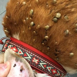 Imagen del perro con el cuello y los oídos llenos de garrapatas / Policía Local de Poio