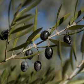 Olivas en un árbol, en un olivar en Ronda (Málaga). AFP/ Jorge Guerrero