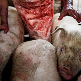 Un matadero de cerdos, parte del documental. TRAS LOS MUROS