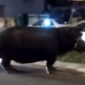 Imagen de un video del hipopótamo por las cales de Palos de la Frontera (Huelva). YOUTUBE