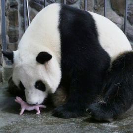 Aibang, una madre panda gigante con su cría recien nacida en un centro de cría de pandas gigantes en Chengdu , provincia de Sichuan , China. REUTERS