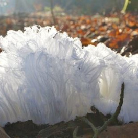Desvelado el misterio del fenómeno 'pelo de hielo'. /CHRISTIAN MÄTZLER