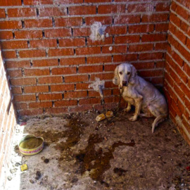 Uno de los perros rescatados de la 'Finca de los Horrores'. - EL REFUGIO