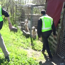 El detenido custodiaba en jaulas una decena de perros que presuntamente utilizaba como sparrings para entrenar a los de pelea. GUARDIA CIVIL