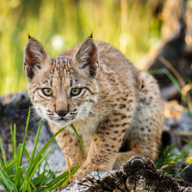 Lince Ibérico./Público