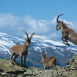 El TSJM anula el Plan de Gestión de la cabra montés en la Sierra de Guadarrama. EP