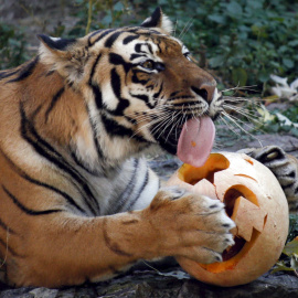 Un tigre se come una calabaza durante las celebraciones de Halloween en un zoológico de Kiev. REUTERS/Valentyn Ogirenko