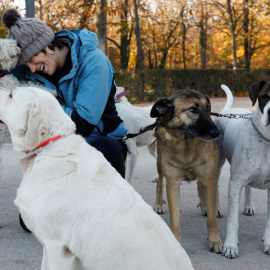 Los animales de compañía pasarán a ser considerados como "seres vivos dotados de sensibilidad". REUTERS