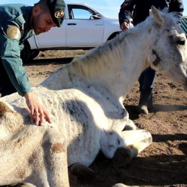 Uno de los caballos hallado por agentes del Seprona. EUROPA PRESS