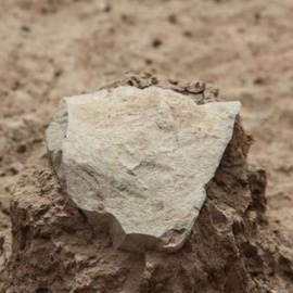 Homínidos de hace 3,3 millones de años usaron herramientas de piedra. /MPK-WTAP