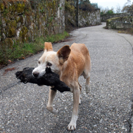Ordenan el decomiso de un perro maltratado para su cuidado por una protectora de Lugo. EFE/Archivo