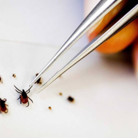 La fiebre hemorrágica es transmitida por la picadura de la garrapata (Efe).