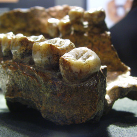 Paladar original de un Homo erectus / Wikipedia