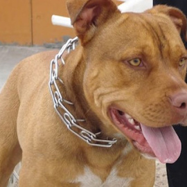 El perro que mató a otro en San Fernando de Henares era un 'Pit Bull' - EFE