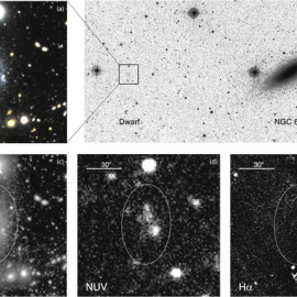 La galaxia enana, cerca de la NGC6503 (arriba a la derecha). Las imágenes de NG6503- d1 son una combinación de falso color en el rango visible (arriba a la izquierda); en el visible tomada con la Suprime-Cam (abajo a la izquierda); en el ul