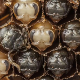 Las abejas, cerca de alcanzar su forma y color definitivos / Anand Varma
