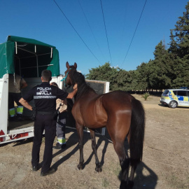 El animal se encontraba atado con una cuerda a un árbol. / AYUNTAMIENTO DE SEVILLA
