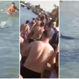 Los responsables lanzaron piedras al pez e incluso se tiraban sobre él. Imágenes del vídeo