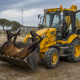 Entre 2007 y 2014 han muerto más de 100 caballos obligados a recorrer más de 60 km, sometidos a realizar un sobre esfuerzo agotador./ PACMA