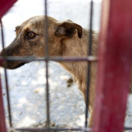 Un perro en un refugio para animales abandonados.- EFE