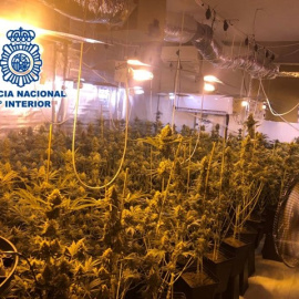 En el domicilio del teniente alcalde se encontraron hasta 265 plantas de marihuana. / Policía Nacional-Europa Press