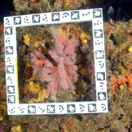 Imatge de corall vermell al fons marí. / Departament de Territori i Sostenibilitat.