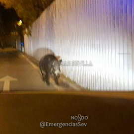 Imagen del jabalí por el entorno de la Avenida Carlos III. / EMERGENCIAS SEVILLA
